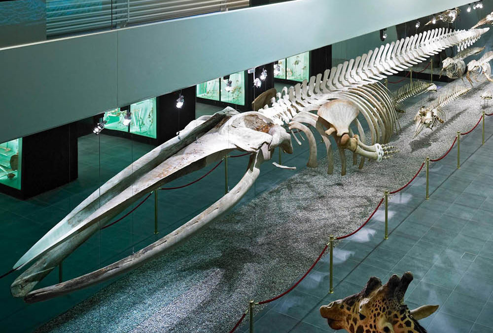 Sortie au musée d’histoire naturelle de Bern